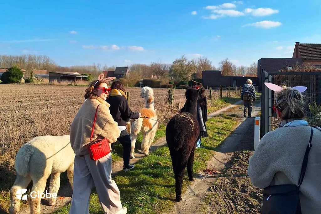 A group of friends celebrating a bachelorette trip by walking alpacas on a sunny day, showcasing unique itinerary ideas.